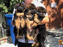German Shepherd