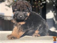 German Shepherd