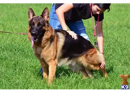 German Shepherd