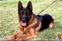 German Shepherd