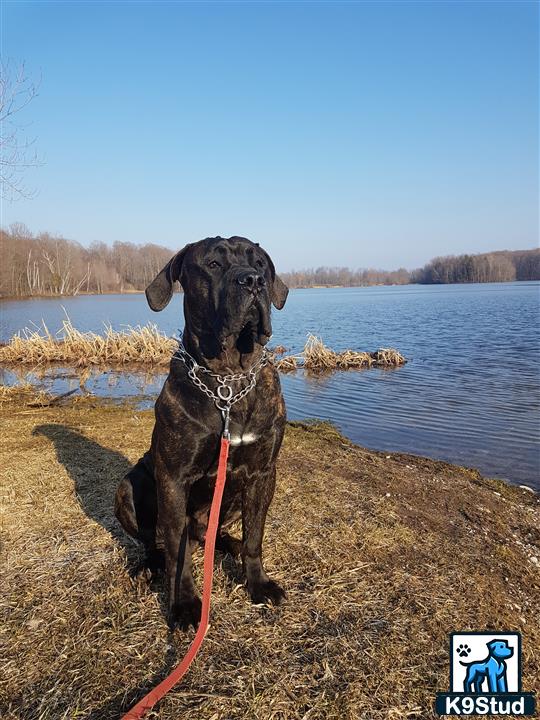 a presa canario dog sitting on a beach