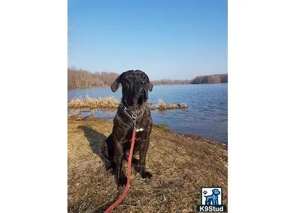 a presa canario dog sitting on a beach