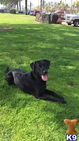 Labrador Retriever stud dog