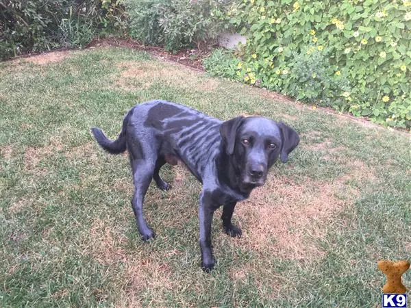 Labrador Retriever stud dog