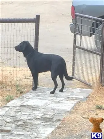 Labrador Retriever stud dog