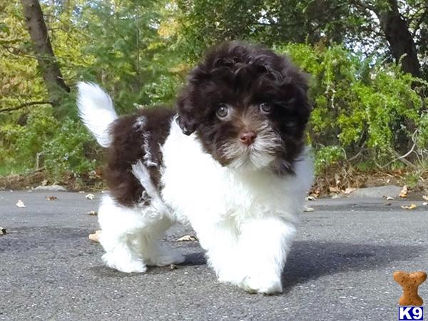 havanese puppies for sale bay area havanese puppy posted by norcalpup havanese puppies for sale bay area havanese puppy posted by norcalpup