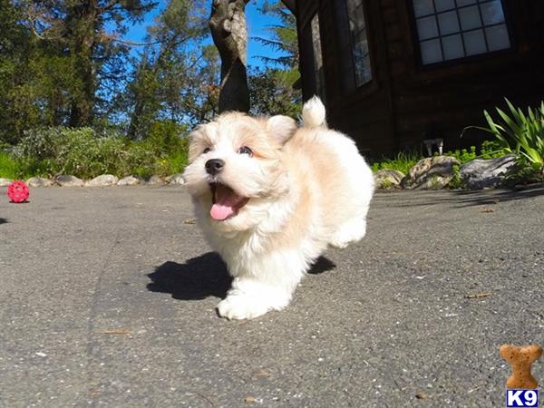 havanese puppy posted by norcalpup