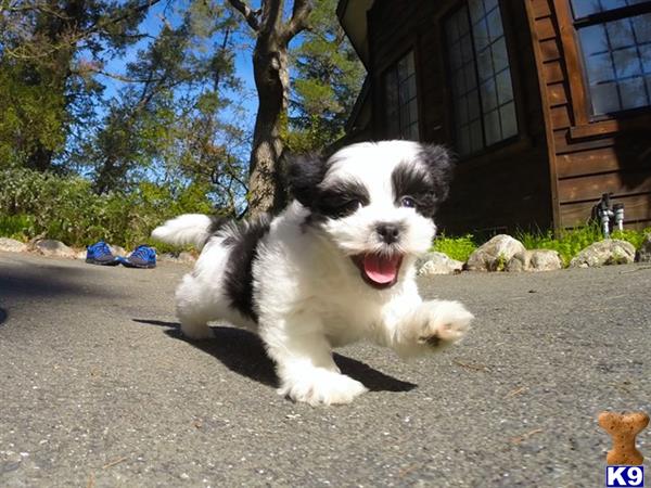 mixed breed puppy posted by norcalpup