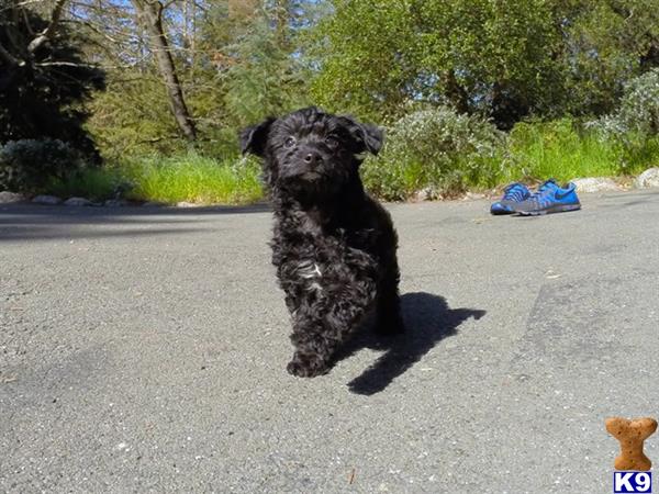 mixed breed puppy posted by norcalpup