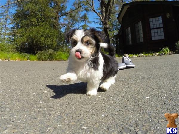 mixed breed puppy posted by norcalpup