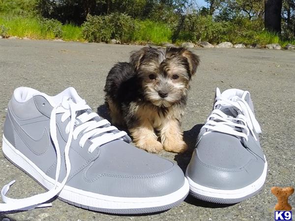 mixed breed puppy posted by norcalpup