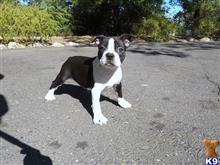boston terrier puppy posted by norcalpup