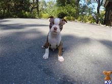boston terrier puppy posted by norcalpup