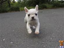 french bulldog puppy posted by norcalpup