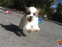 mixed breed puppy posted by norcalpup