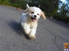 mixed breed puppy posted by norcalpup