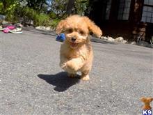 mixed breed puppy posted by norcalpup