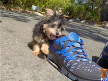 mixed breed puppy posted by norcalpup