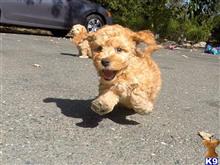 mixed breed puppy posted by norcalpup