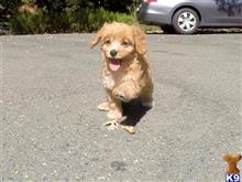 mixed breed puppy posted by norcalpup