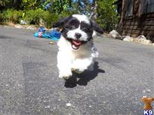 mixed breed puppy posted by norcalpup