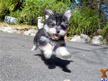 mixed breed puppy posted by norcalpup
