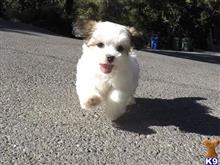 mixed breed puppy posted by norcalpup