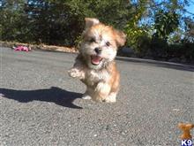 mixed breed puppy posted by norcalpup