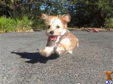 mixed breed puppy posted by norcalpup