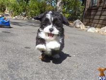 mixed breed puppy posted by norcalpup