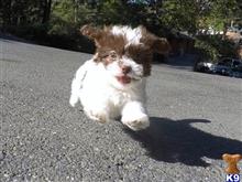 mixed breed puppy posted by norcalpup