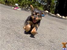 yorkshire terrier puppy posted by norcalpup