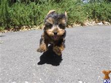 yorkshire terrier puppy posted by norcalpup