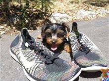 yorkshire terrier puppy posted by norcalpup