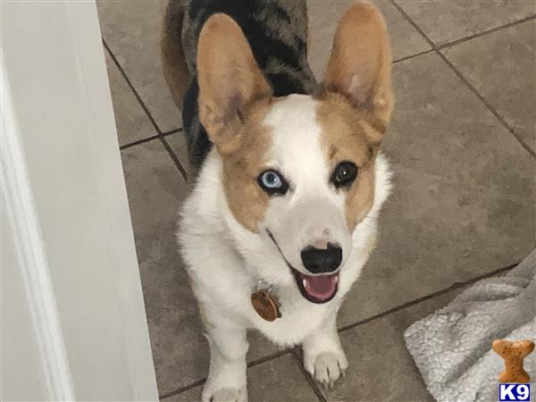 a pembroke welsh corgi dog standing on a tile floor