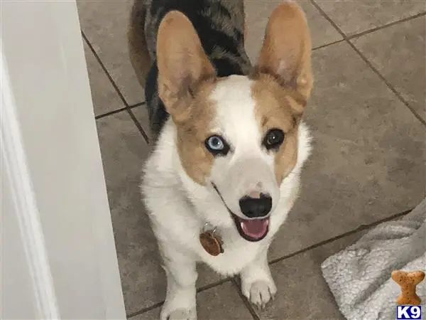 Pembroke Welsh Corgi stud dog