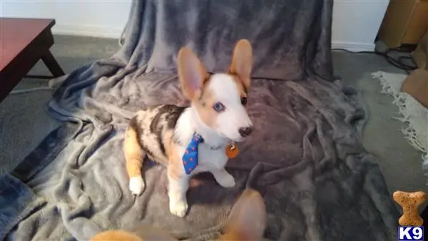 Pembroke Welsh Corgi stud dog