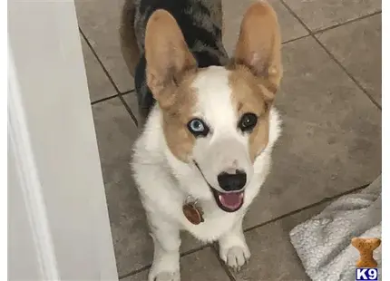 Pembroke Welsh Corgi