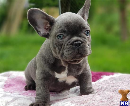 Droll Blue French Bulldog Baby