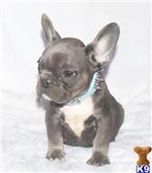 french bulldog puppy posted by normandeangelo70