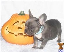 french bulldog puppy posted by normandeangelo70