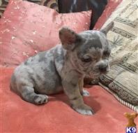 french bulldog puppy posted by normandeangelo70