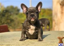 french bulldog puppy posted by normandeangelo70