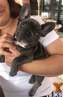 french bulldog puppy posted by normandeangelo70