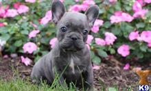 french bulldog puppy posted by normandeangelo70
