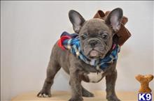 french bulldog puppy posted by normandeangelo70