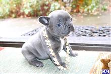 french bulldog puppy posted by normandeangelo70