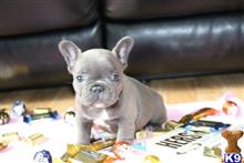 french bulldog puppy posted by normandeangelo70