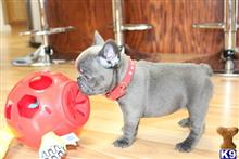 french bulldog puppy posted by normandeangelo70