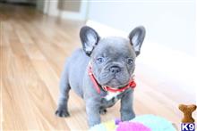 french bulldog puppy posted by normandeangelo70